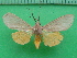  ( - KLM Lep 10210)  @11 [ ] CreativeCommons - Attribution Non-Commercial Share-Alike (2018) Christian Wieser Landesmuseum Kärnten