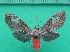  ( - KLM Lep 10236)  @11 [ ] CreativeCommons - Attribution Non-Commercial Share-Alike (2018) Christian Wieser Landesmuseum Kärnten