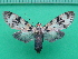  ( - KLM Lep 10238)  @11 [ ] CreativeCommons - Attribution Non-Commercial Share-Alike (2018) Christian Wieser Landesmuseum Kärnten