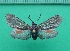  ( - KLM Lep 10244)  @11 [ ] CreativeCommons - Attribution Non-Commercial Share-Alike (2018) Christian Wieser Landesmuseum Kärnten