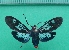  ( - KLM Lep 10251)  @13 [ ] CreativeCommons - Attribution Non-Commercial Share-Alike (2018) Christian Wieser Landesmuseum Kärnten