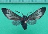  ( - KLM Lep 10264)  @11 [ ] CreativeCommons - Attribution Non-Commercial Share-Alike (2018) Christian Wieser Landesmuseum Kärnten