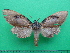  ( - KLM Lep 10265)  @11 [ ] CreativeCommons - Attribution Non-Commercial Share-Alike (2018) Christian Wieser Landesmuseum Kärnten