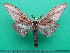  ( - KLM Lep 10269)  @11 [ ] CreativeCommons - Attribution Non-Commercial Share-Alike (2018) Christian Wieser Landesmuseum Kärnten