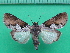  ( - KLM Lep 10323)  @11 [ ] CreativeCommons - Attribution Non-Commercial Share-Alike (2018) Christian Wieser Landesmuseum Kärnten