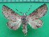  ( - KLM Lep 10325)  @11 [ ] CreativeCommons - Attribution Non-Commercial Share-Alike (2018) Christian Wieser Landesmuseum Kärnten