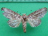  ( - KLM Lep 10336)  @13 [ ] CreativeCommons - Attribution Non-Commercial Share-Alike (2018) Christian Wieser Landesmuseum Kärnten