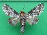  ( - KLM Lep 10376)  @11 [ ] CreativeCommons - Attribution Non-Commercial Share-Alike (2018) Christian Wieser Landesmuseum Kärnten