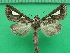  ( - KLM Lep 10398)  @11 [ ] CreativeCommons - Attribution Non-Commercial Share-Alike (2018) Christian Wieser Landesmuseum Kärnten