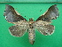  ( - KLM Lep 10416)  @11 [ ] CreativeCommons - Attribution Non-Commercial Share-Alike (2018) Christian Wieser Landesmuseum Kärnten