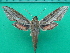  ( - KLM Lep 10509)  @14 [ ] CreativeCommons - Attribution Non-Commercial Share-Alike (2018) Christian Wieser Landesmuseum Kärnten