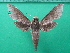  ( - KLM Lep 10514)  @11 [ ] CreativeCommons - Attribution Non-Commercial Share-Alike (2018) Christian Wieser Landesmuseum Kärnten