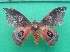  ( - KLM Lep 10559)  @13 [ ] CreativeCommons - Attribution Non-Commercial Share-Alike (2018) Christian Wieser Landesmuseum Kärnten