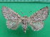  ( - KLM Lep 10594)  @11 [ ] CreativeCommons - Attribution Non-Commercial Share-Alike (2018) Christian Wieser Landesmuseum Kärnten