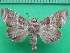  ( - KLM Lep 10599)  @11 [ ] CreativeCommons - Attribution Non-Commercial Share-Alike (2018) Christian Wieser Landesmuseum Kärnten