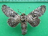  ( - KLM Lep 10613)  @11 [ ] CreativeCommons - Attribution Non-Commercial Share-Alike (2018) Christian Wieser Landesmuseum Kärnten
