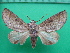  ( - KLM Lep 10621)  @11 [ ] CreativeCommons - Attribution Non-Commercial Share-Alike (2018) Christian Wieser Landesmuseum Kärnten