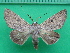  ( - KLM Lep 10633)  @11 [ ] CreativeCommons - Attribution Non-Commercial Share-Alike (2018) Christian Wieser Landesmuseum Kärnten