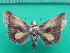  ( - KLM Lep 10637)  @11 [ ] CreativeCommons - Attribution Non-Commercial Share-Alike (2018) Christian Wieser Landesmuseum Kärnten