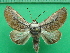  ( - KLM Lep 10638)  @11 [ ] CreativeCommons - Attribution Non-Commercial Share-Alike (2018) Christian Wieser Landesmuseum Kärnten
