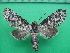 ( - KLM Lep 10648)  @11 [ ] CreativeCommons - Attribution Non-Commercial Share-Alike (2018) Christian Wieser Landesmuseum Kärnten