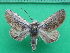  ( - KLM Lep 10656)  @11 [ ] CreativeCommons - Attribution Non-Commercial Share-Alike (2018) Christian Wieser Landesmuseum Kärnten
