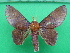  (Psilopygoides oda - KLM Lep 10741)  @14 [ ] CreativeCommons - Attribution Non-Commercial Share-Alike (2018) Christian Wieser Landesmuseum Kärnten