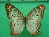  (Anartia jatrophae - KLM Lep 10747)  @11 [ ] CreativeCommons - Attribution Non-Commercial Share-Alike (2018) Christian Wieser Landesmuseum Kärnten