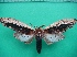  ( - KLM Lep 10756)  @11 [ ] CreativeCommons - Attribution Non-Commercial Share-Alike (2018) Christian Wieser Landesmuseum Kärnten