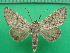  ( - KLM Lep 10795)  @11 [ ] CreativeCommons - Attribution Non-Commercial Share-Alike (2018) Christian Wieser Landesmuseum Kärnten