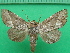  ( - KLM Lep 10796)  @11 [ ] CreativeCommons - Attribution Non-Commercial Share-Alike (2018) Christian Wieser Landesmuseum Kärnten