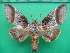  ( - KLM Lep 10820)  @11 [ ] CreativeCommons - Attribution Non-Commercial Share-Alike (2018) Christian Wieser Landesmuseum Kärnten