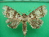  ( - KLM Lep 10821)  @11 [ ] CreativeCommons - Attribution Non-Commercial Share-Alike (2018) Christian Wieser Landesmuseum Kärnten