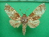  ( - KLM Lep 10826)  @11 [ ] CreativeCommons - Attribution Non-Commercial Share-Alike (2018) Christian Wieser Landesmuseum Kärnten