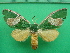  ( - KLM Lep 10834)  @11 [ ] CreativeCommons - Attribution Non-Commercial Share-Alike (2018) Christian Wieser Landesmuseum Kärnten