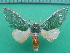  ( - KLM Lep 10853)  @11 [ ] CreativeCommons - Attribution Non-Commercial Share-Alike (2018) Christian Wieser Landesmuseum Kärnten