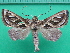  ( - KLM Lep 10865)  @11 [ ] CreativeCommons - Attribution Non-Commercial Share-Alike (2018) Christian Wieser Landesmuseum Kärnten