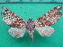  ( - KLM Lep 10868)  @13 [ ] CreativeCommons - Attribution Non-Commercial Share-Alike (2018) Christian Wieser Landesmuseum Kärnten