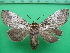  ( - KLM Lep 10878)  @11 [ ] CreativeCommons - Attribution Non-Commercial Share-Alike (2018) Christian Wieser Landesmuseum Kärnten