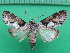  ( - KLM Lep 10881)  @11 [ ] CreativeCommons - Attribution Non-Commercial Share-Alike (2018) Christian Wieser Landesmuseum Kärnten
