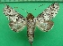  ( - KLM Lep 10889)  @11 [ ] CreativeCommons - Attribution Non-Commercial Share-Alike (2018) Christian Wieser Landesmuseum Kärnten