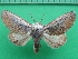  ( - KLM Lep 10891)  @11 [ ] CreativeCommons - Attribution Non-Commercial Share-Alike (2018) Christian Wieser Landesmuseum Kärnten