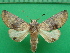  ( - KLM Lep 10902)  @11 [ ] CreativeCommons - Attribution Non-Commercial Share-Alike (2018) Christian Wieser Landesmuseum Kärnten