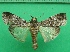 ( - KLM Lep 10927)  @13 [ ] CreativeCommons - Attribution Non-Commercial Share-Alike (2018) Christian Wieser Landesmuseum Kärnten