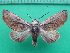  ( - KLM Lep 10931)  @11 [ ] CreativeCommons - Attribution Non-Commercial Share-Alike (2018) Christian Wieser Landesmuseum Kärnten