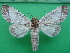  ( - KLM Lep 10981)  @11 [ ] CreativeCommons - Attribution Non-Commercial Share-Alike (2018) Christian Wieser Landesmuseum Kärnten