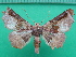  ( - KLM Lep 11041)  @11 [ ] CreativeCommons - Attribution Non-Commercial Share-Alike (2018) Christian Wieser Landesmuseum Kärnten