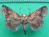  ( - KLM Lep 11074)  @11 [ ] CreativeCommons - Attribution Non-Commercial Share-Alike (2018) Christian Wieser Landesmuseum Kärnten