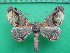  ( - KLM Lep 11290)  @11 [ ] CreativeCommons - Attribution Non-Commercial Share-Alike (2018) Christian Wieser Landesmuseum Kärnten