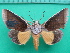  ( - KLM Lep 11292)  @14 [ ] CreativeCommons - Attribution Non-Commercial Share-Alike (2018) Christian Wieser Landesmuseum Kärnten